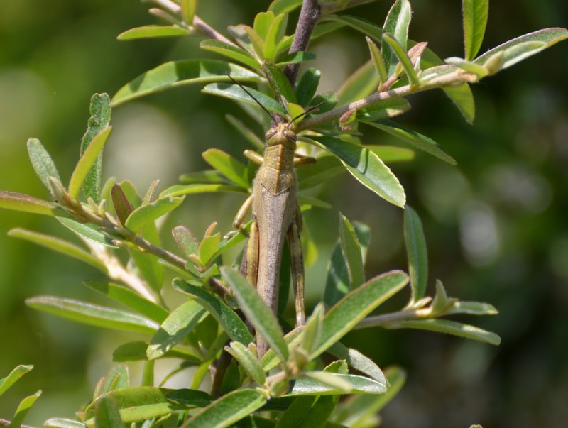 Anacridium aegyptium (Acrididae)